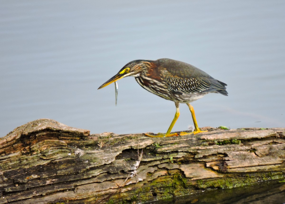 Green Heron - ML646830918