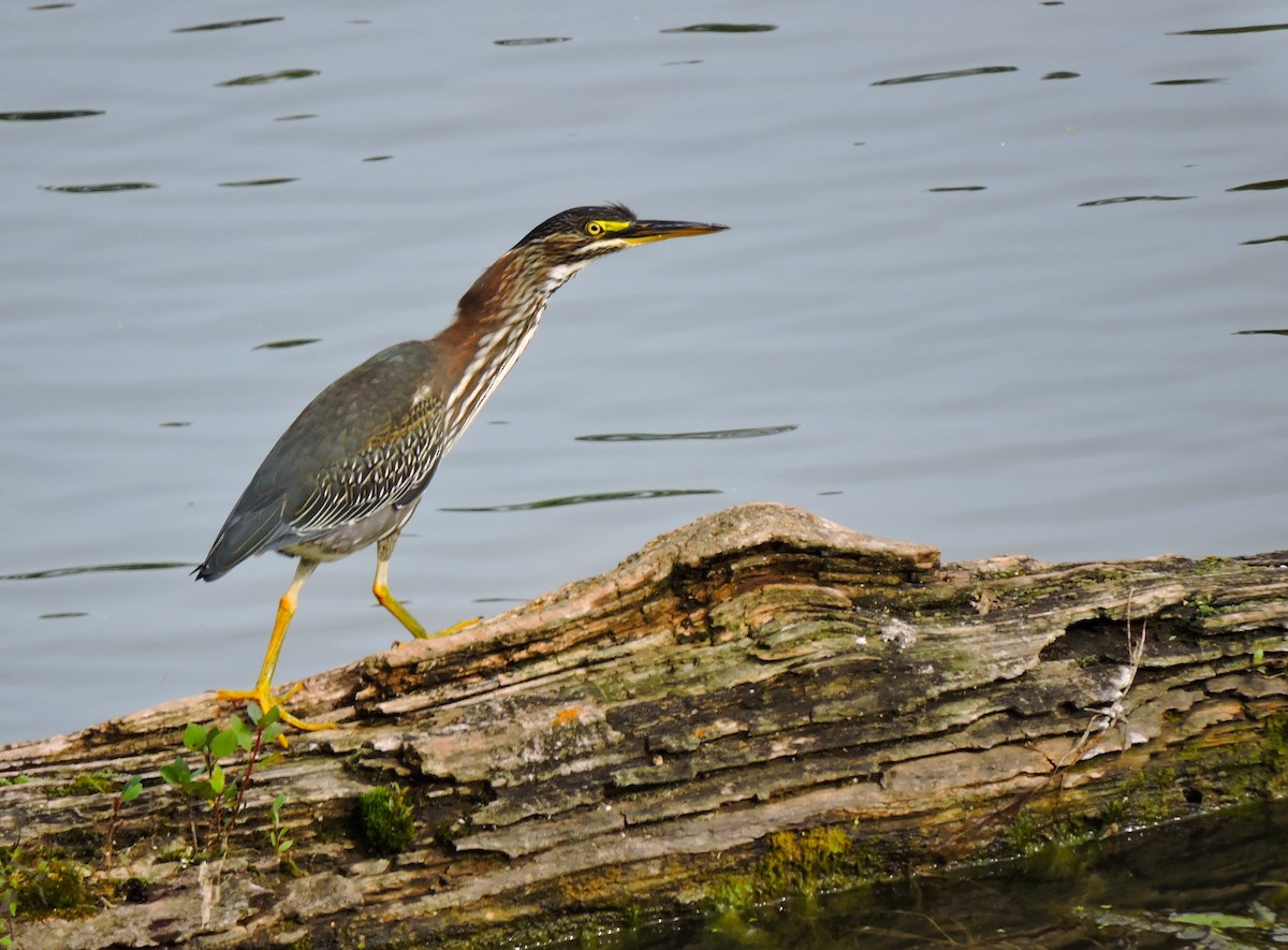 Green Heron - ML646830919