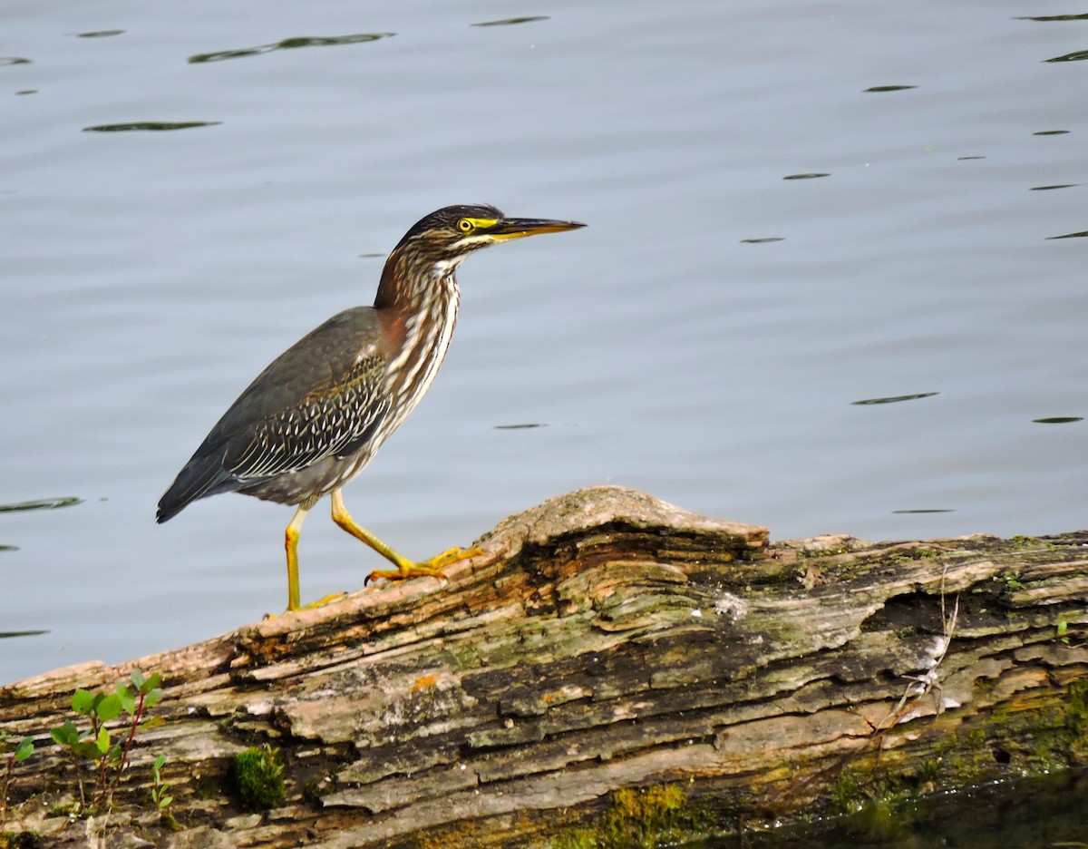 Green Heron - ML646830920
