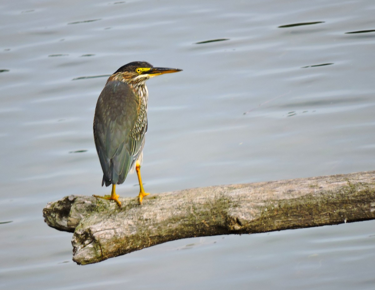 Green Heron - ML646830921