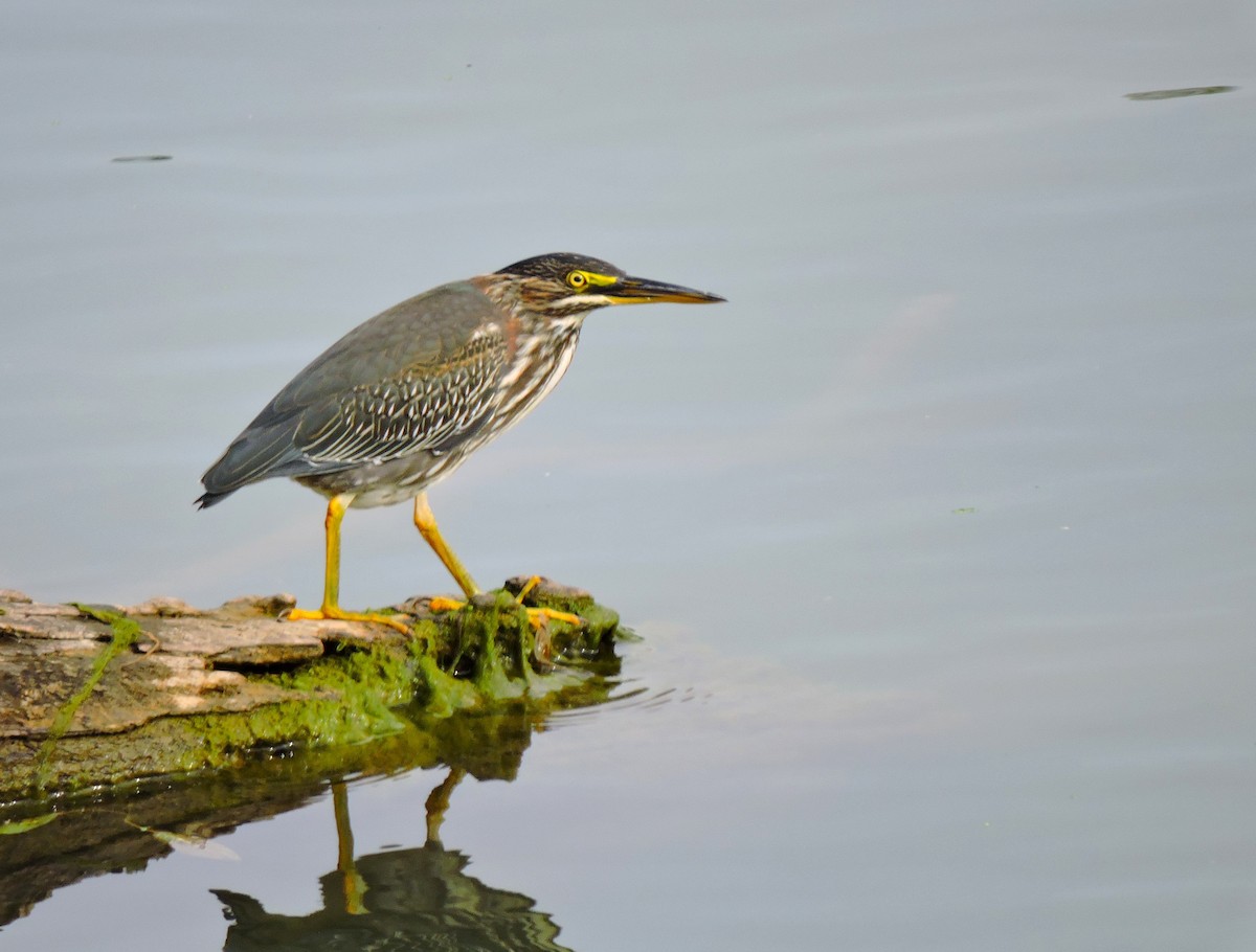 Green Heron - ML646830922