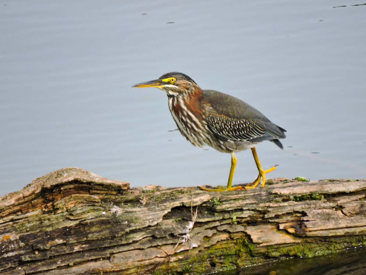 Green Heron - ML646830923
