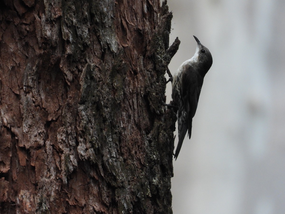 White-throated Treecreeper (White-throated) - ML646830924