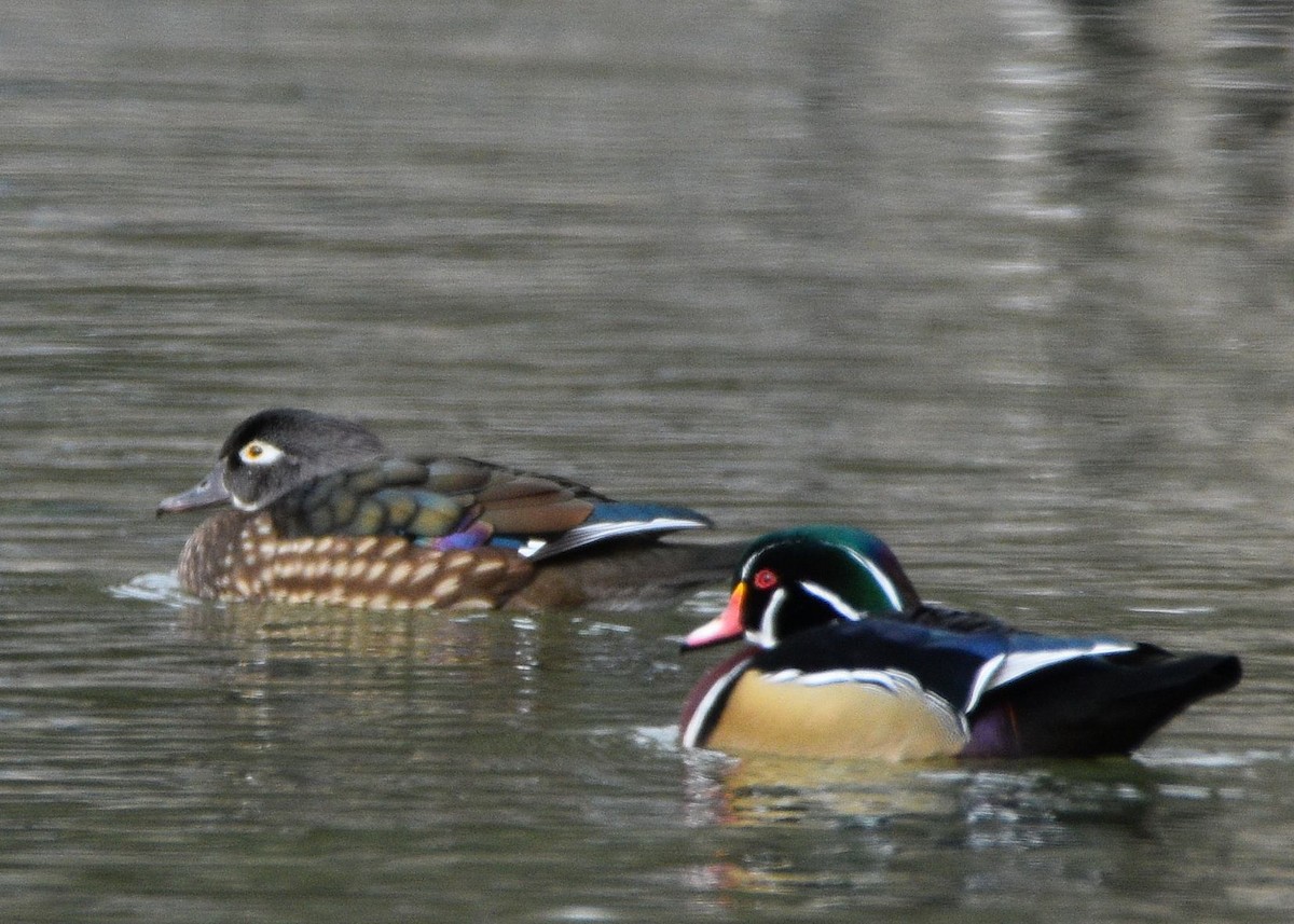 Wood Duck - ML646830925