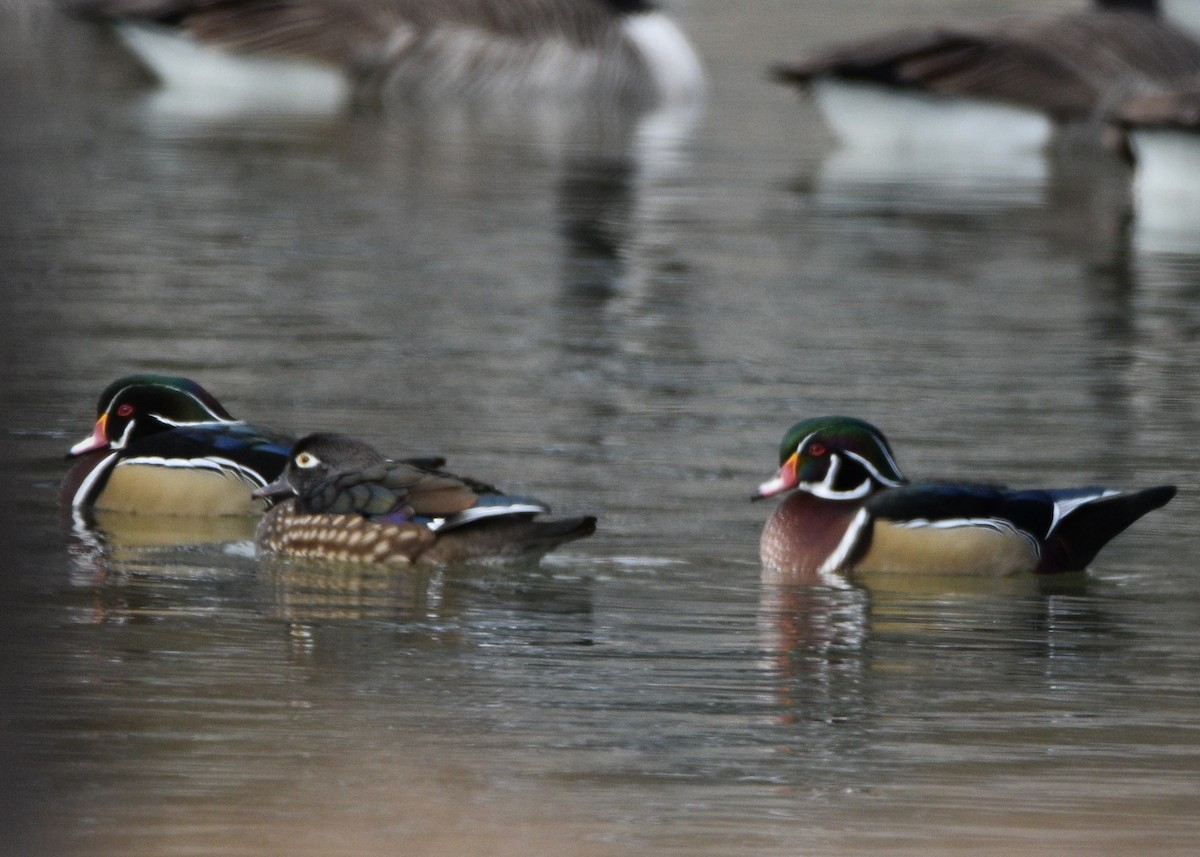 Wood Duck - ML646830926