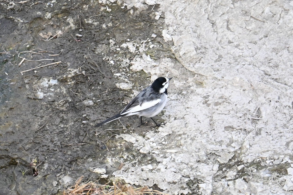 Ak Kuyruksallayan - ML646830927