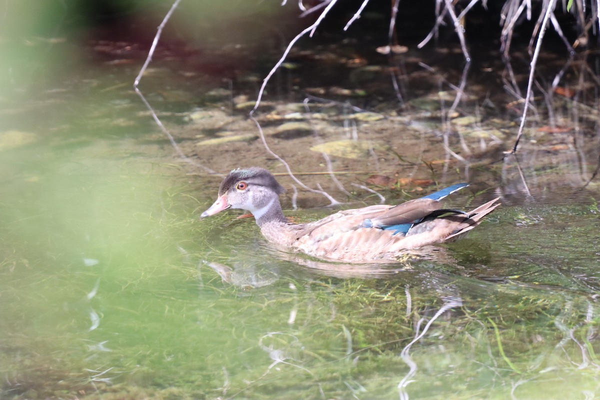 Wood Duck - ML646830929