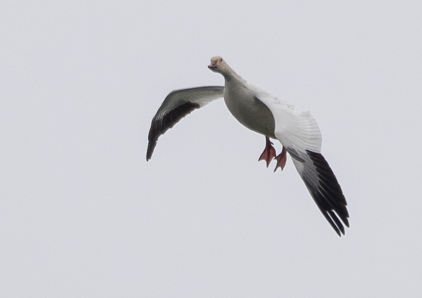 Ánsar Nival - ML646830930