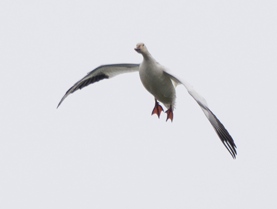 Ánsar Nival - ML646830931