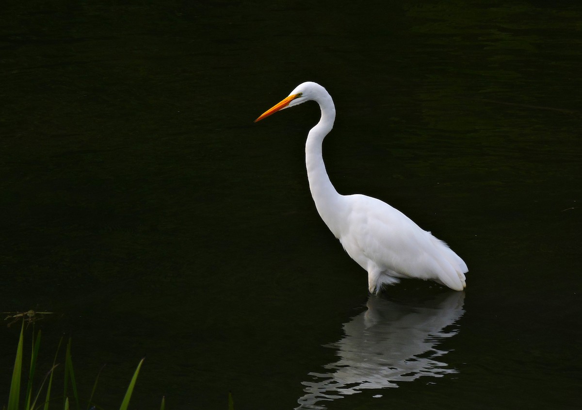 Great Egret - ML646830932