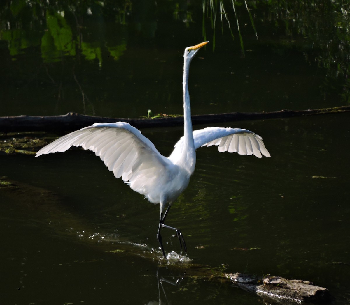 Great Egret - ML646830933