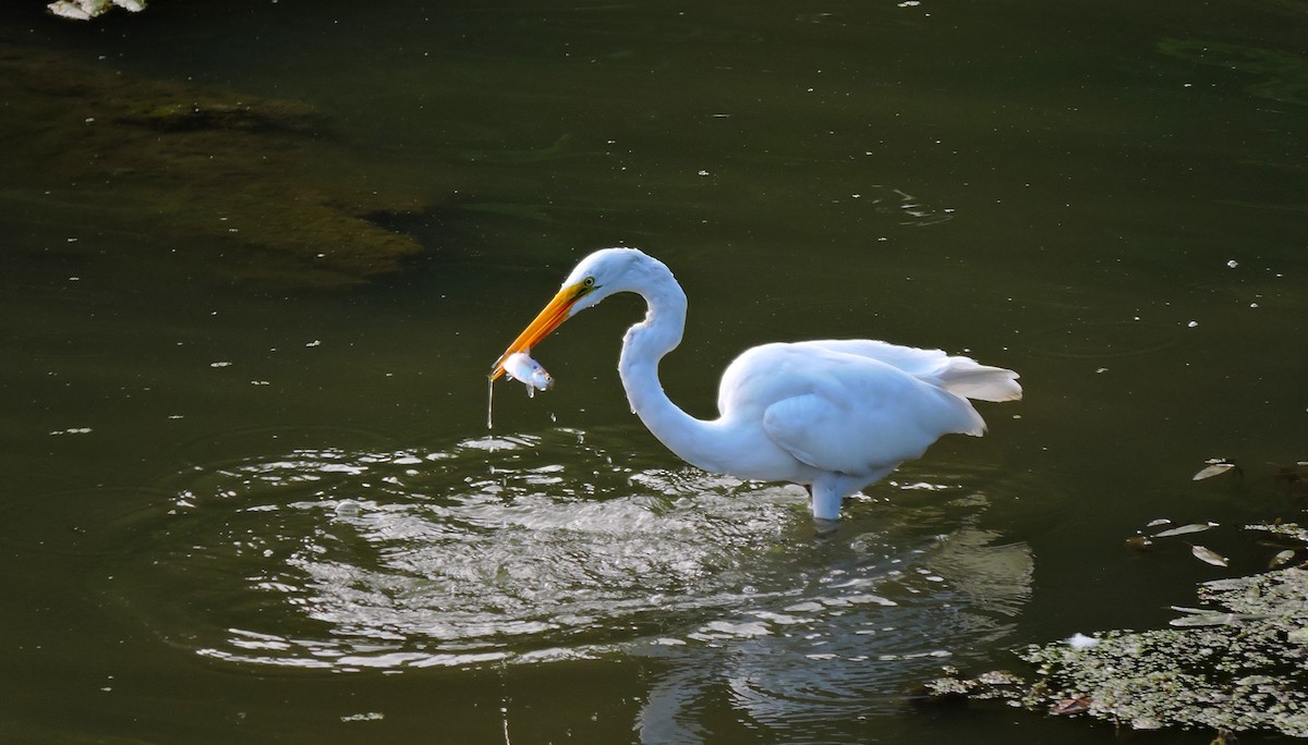 Great Egret - ML646830934
