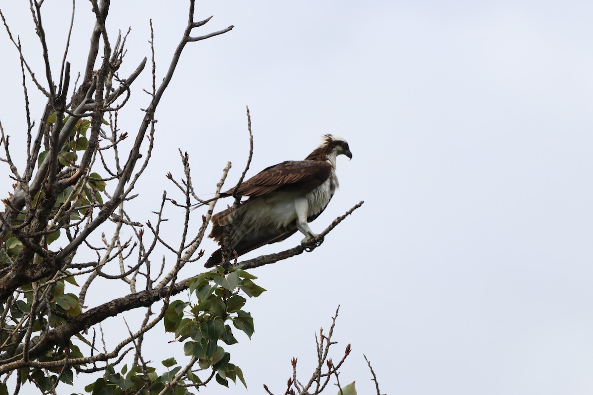 Osprey - ML646830935