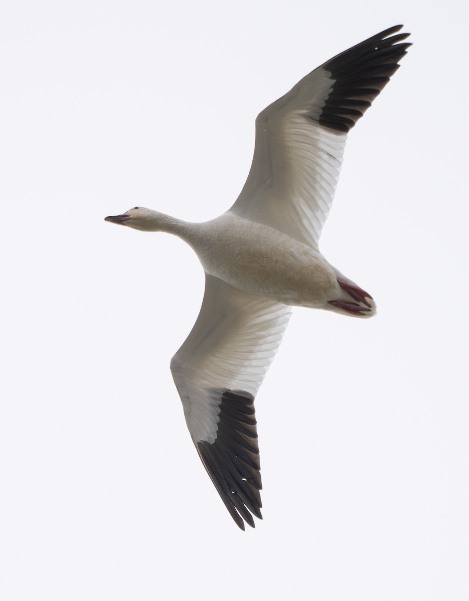 Ánsar Nival - ML646830937