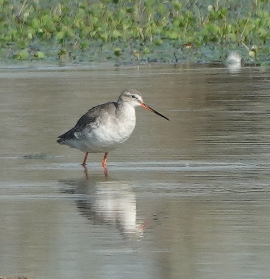 鶴鷸 - ML646830938