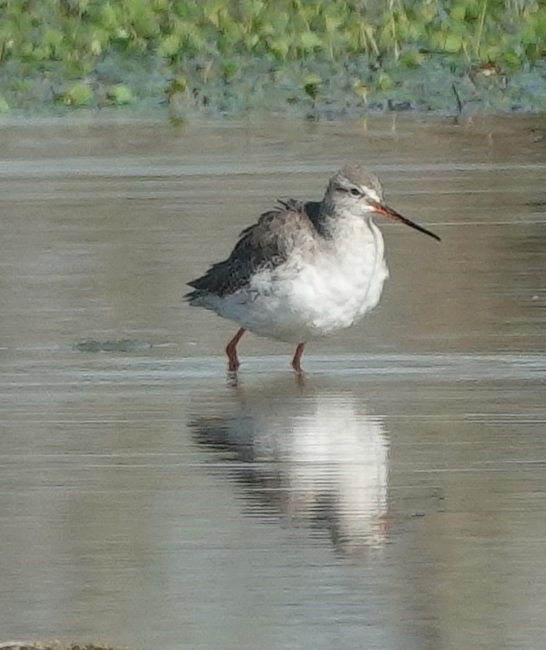 鶴鷸 - ML646830939