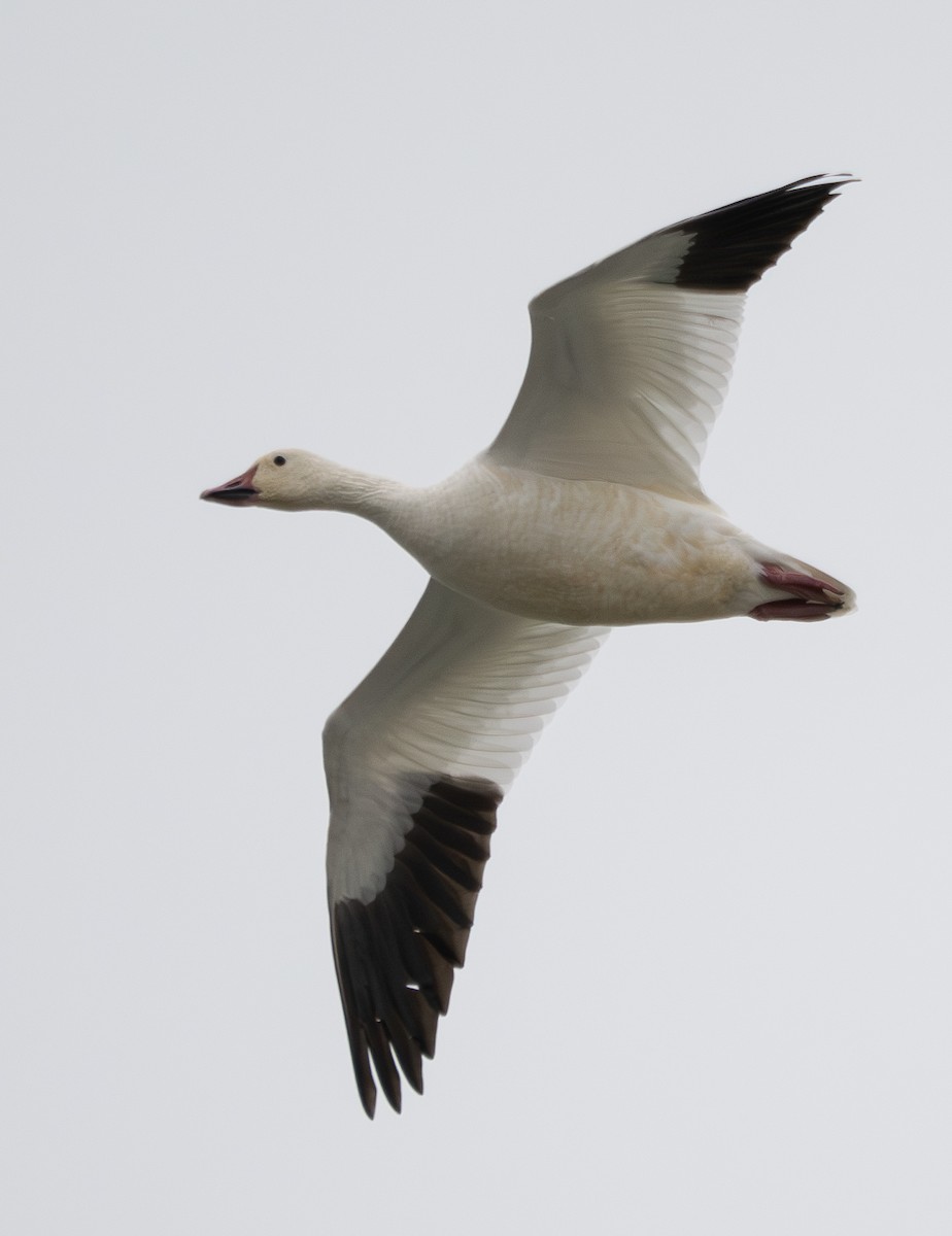 Ánsar Nival - ML646830940