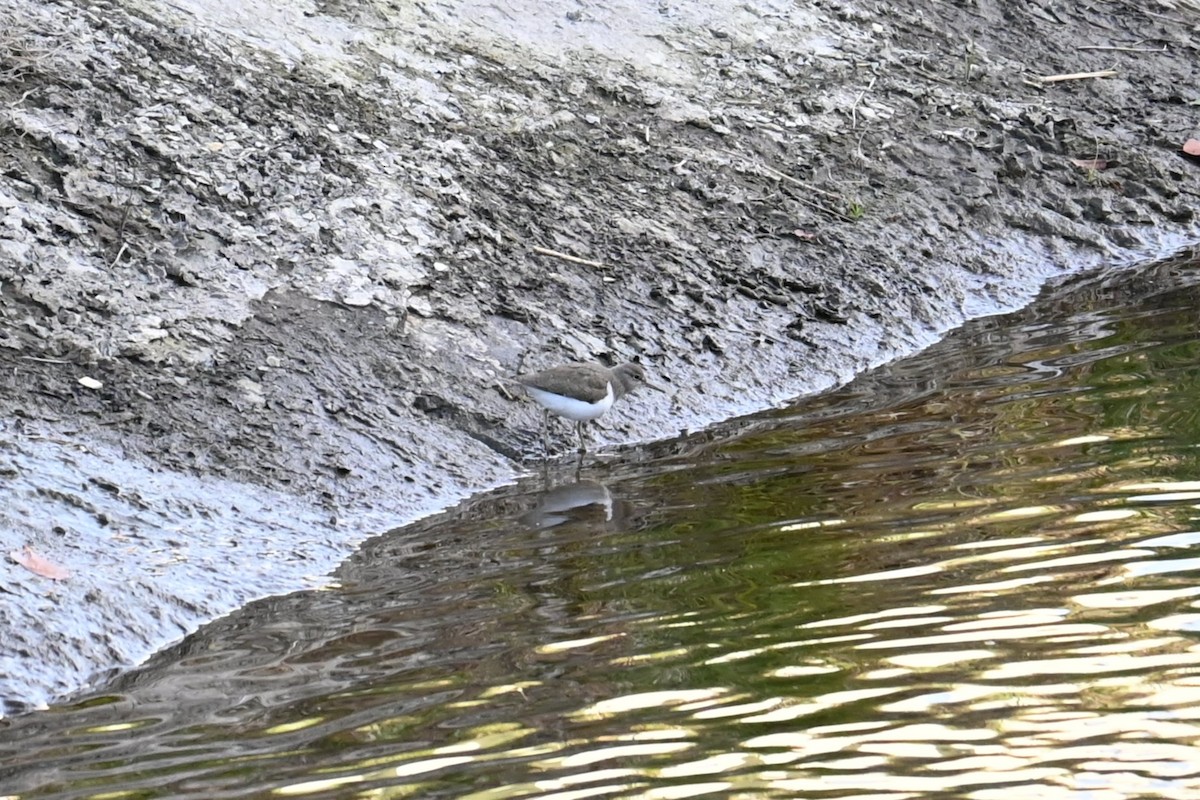 Dere Düdükçünü - ML646830942