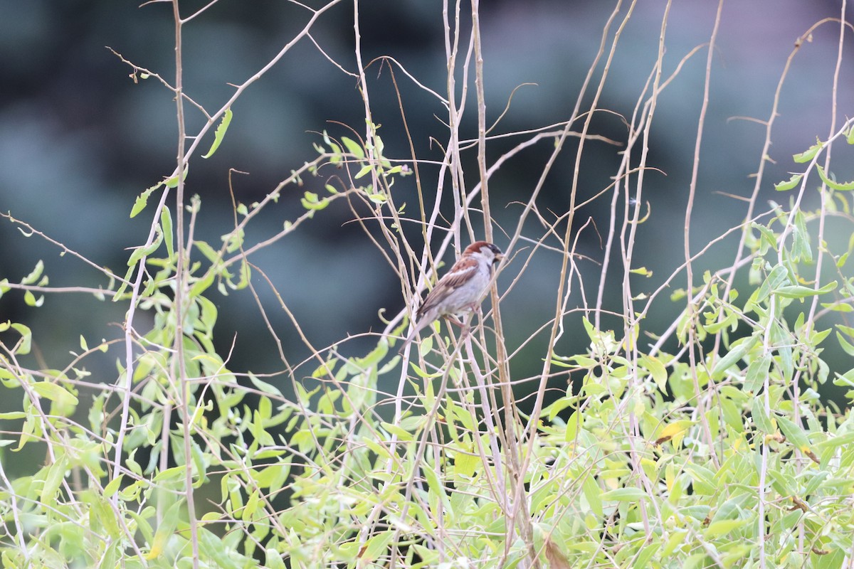 House Sparrow - ML646830945