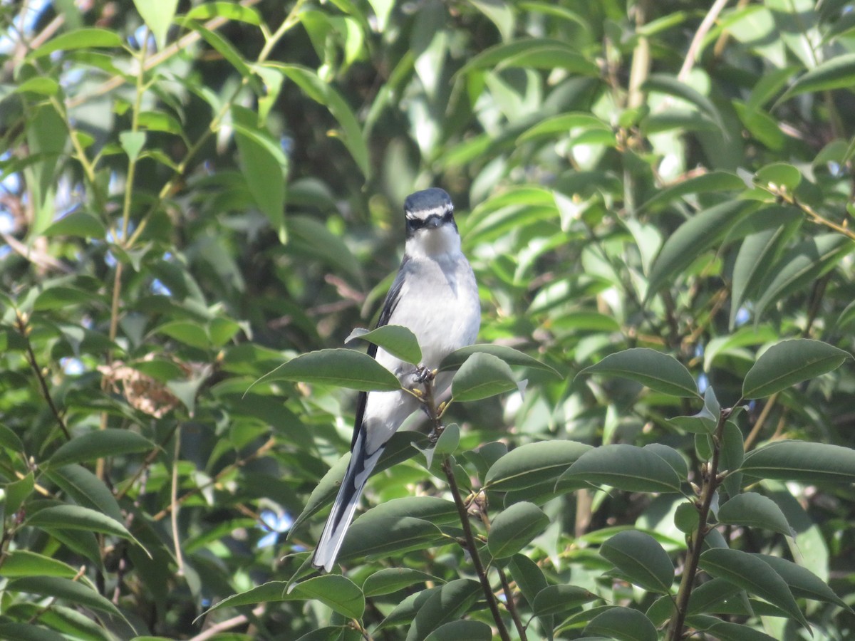 Ryukyu Minivet - ML646830946