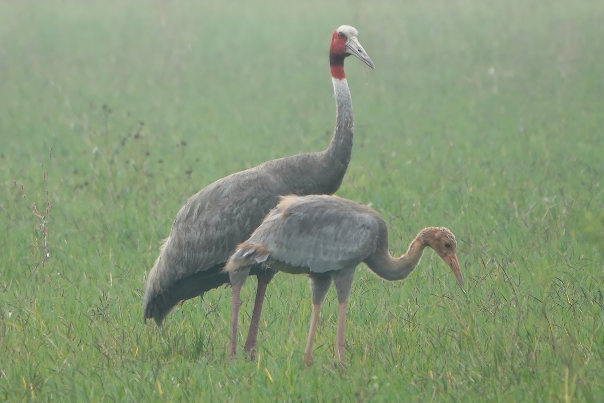 オオヅル - ML646830948