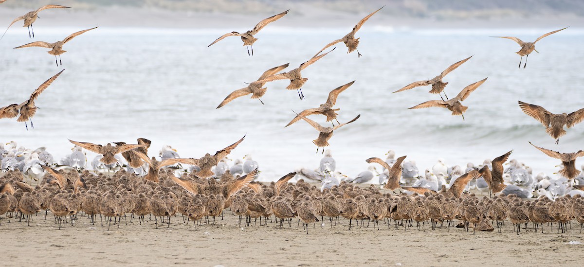 Aguja Canela - ML646830949