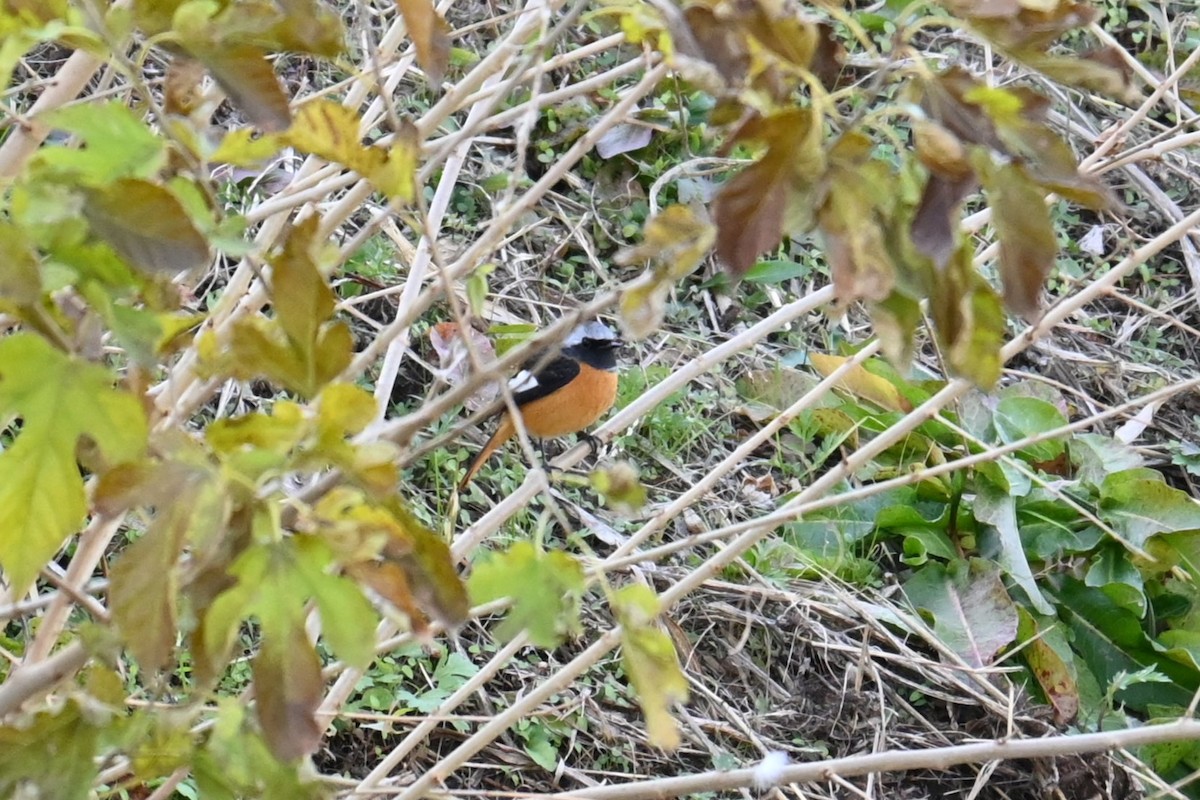 Daurian Redstart - ML646830952