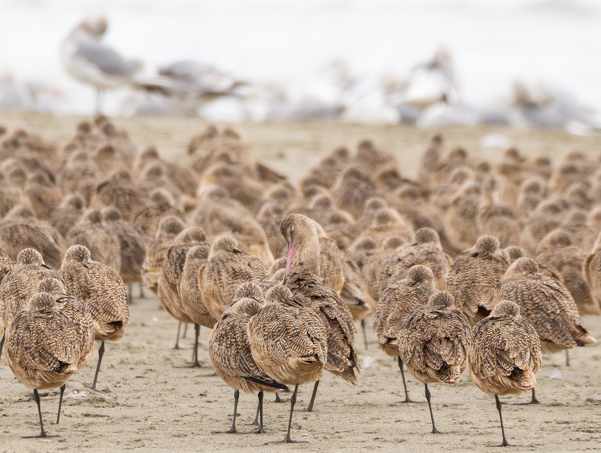 Aguja Canela - ML646830953