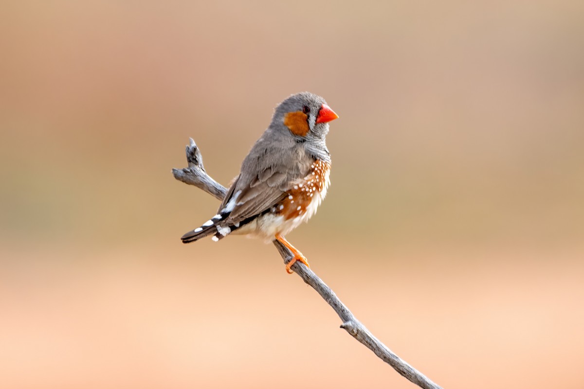 Zebra Finch - ML646830954