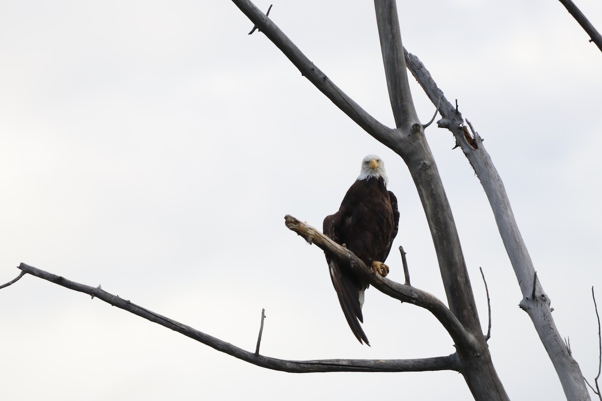 Bald Eagle - ML646830957