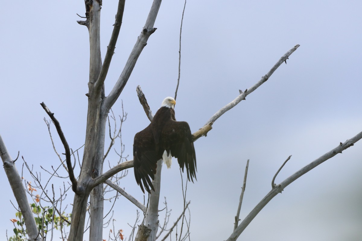 Bald Eagle - ML646830958