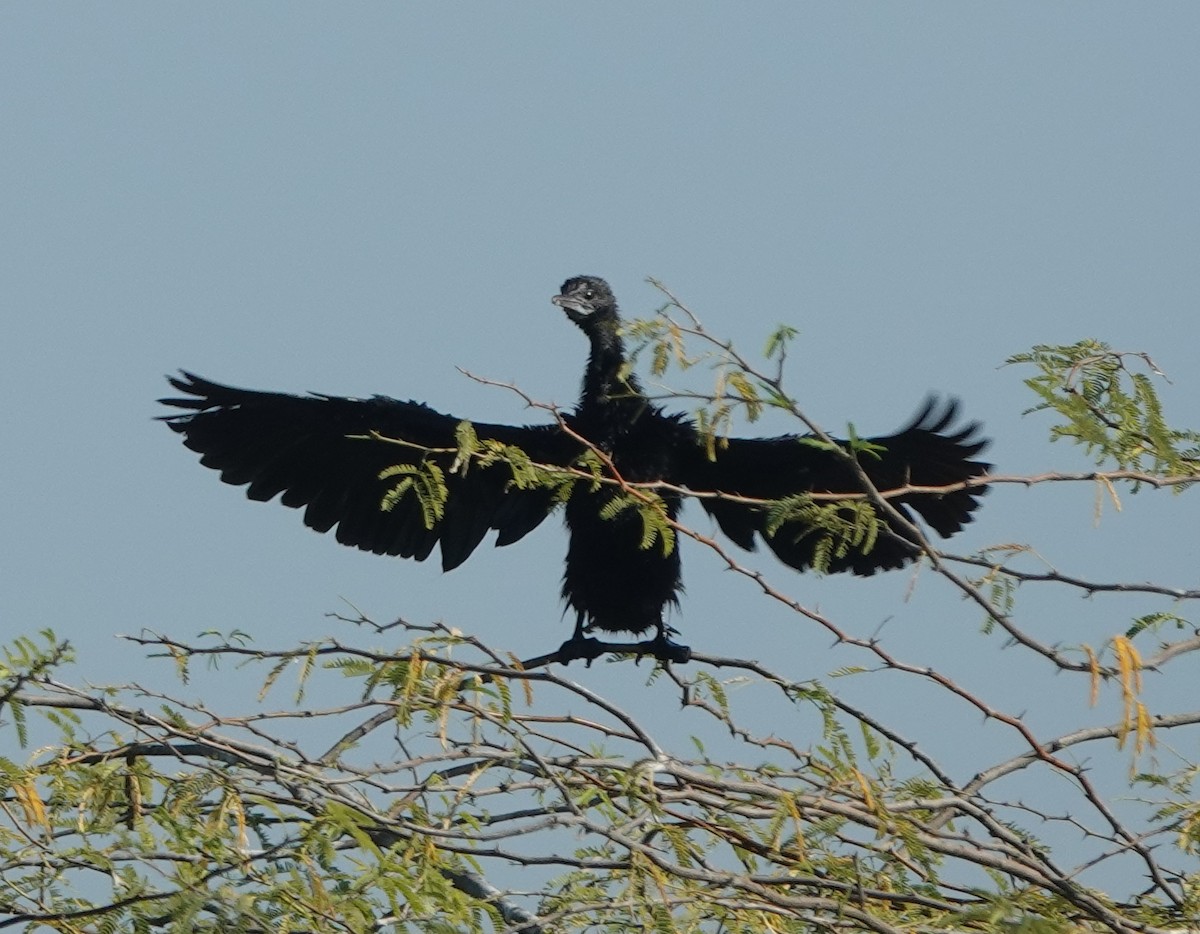 Little Cormorant - ML646830959