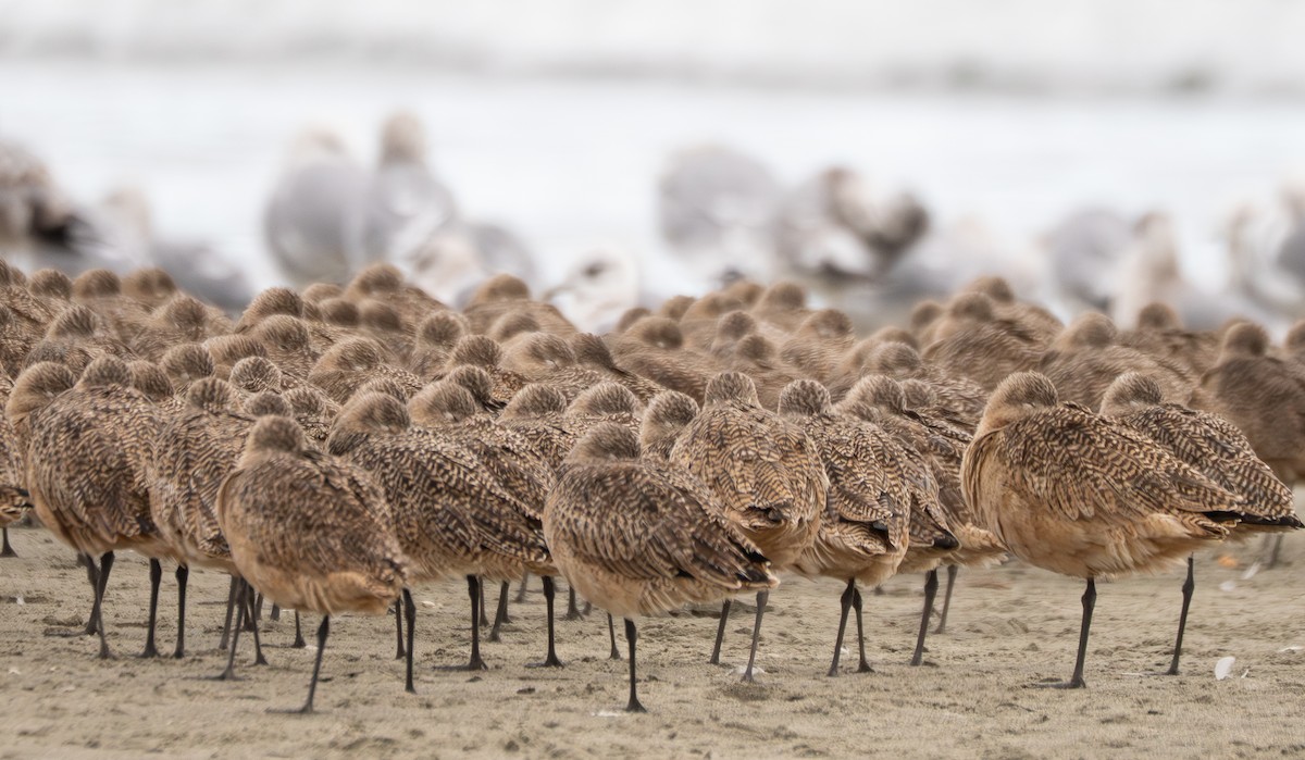 Aguja Canela - ML646830960