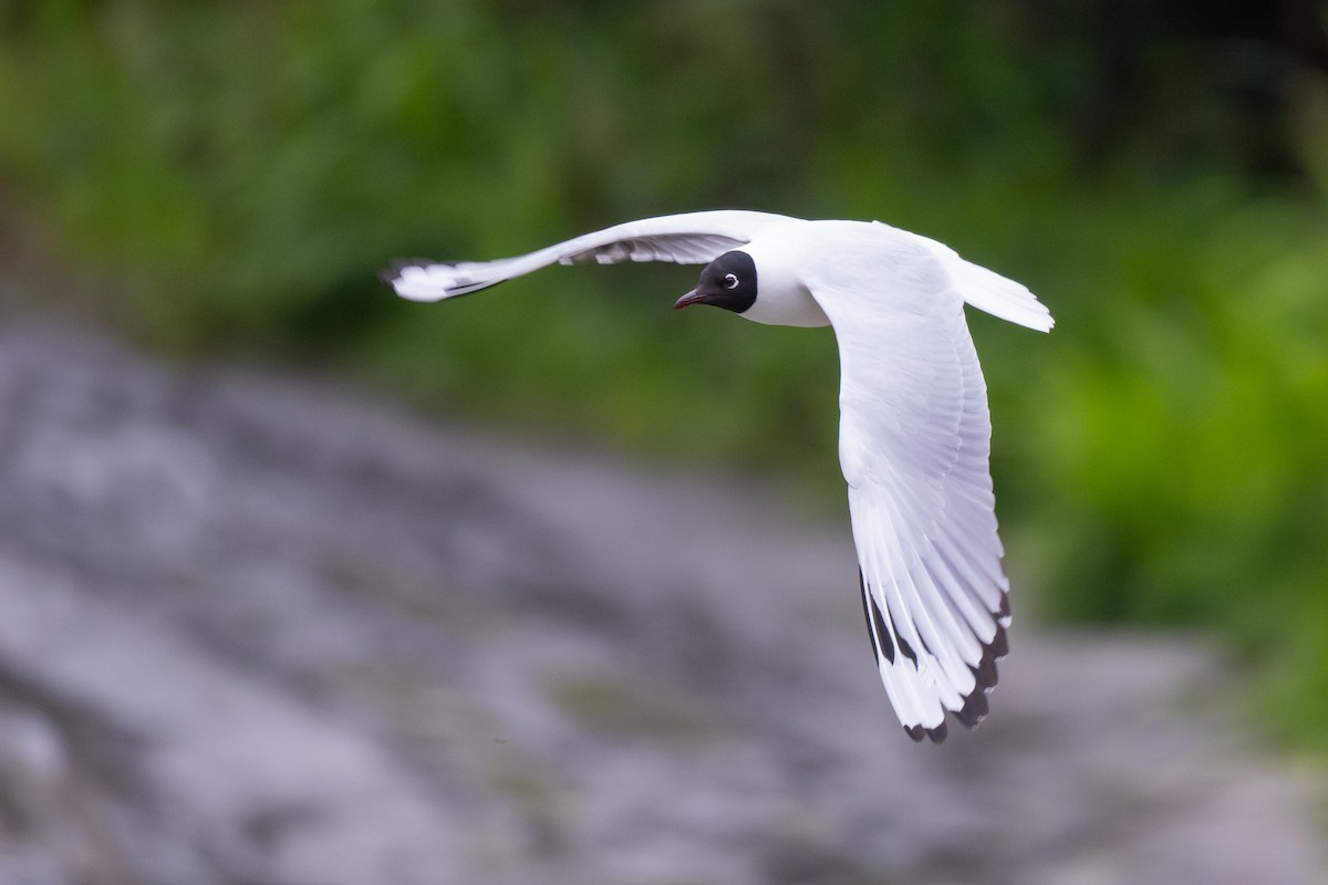 And Martısı - ML646830963