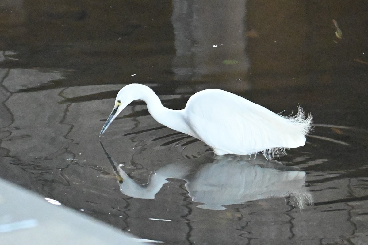 Küçük Ak Balıkçıl - ML646830964