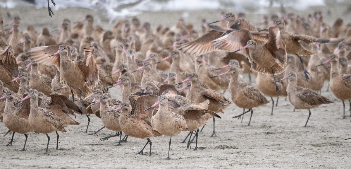 Aguja Canela - ML646830966