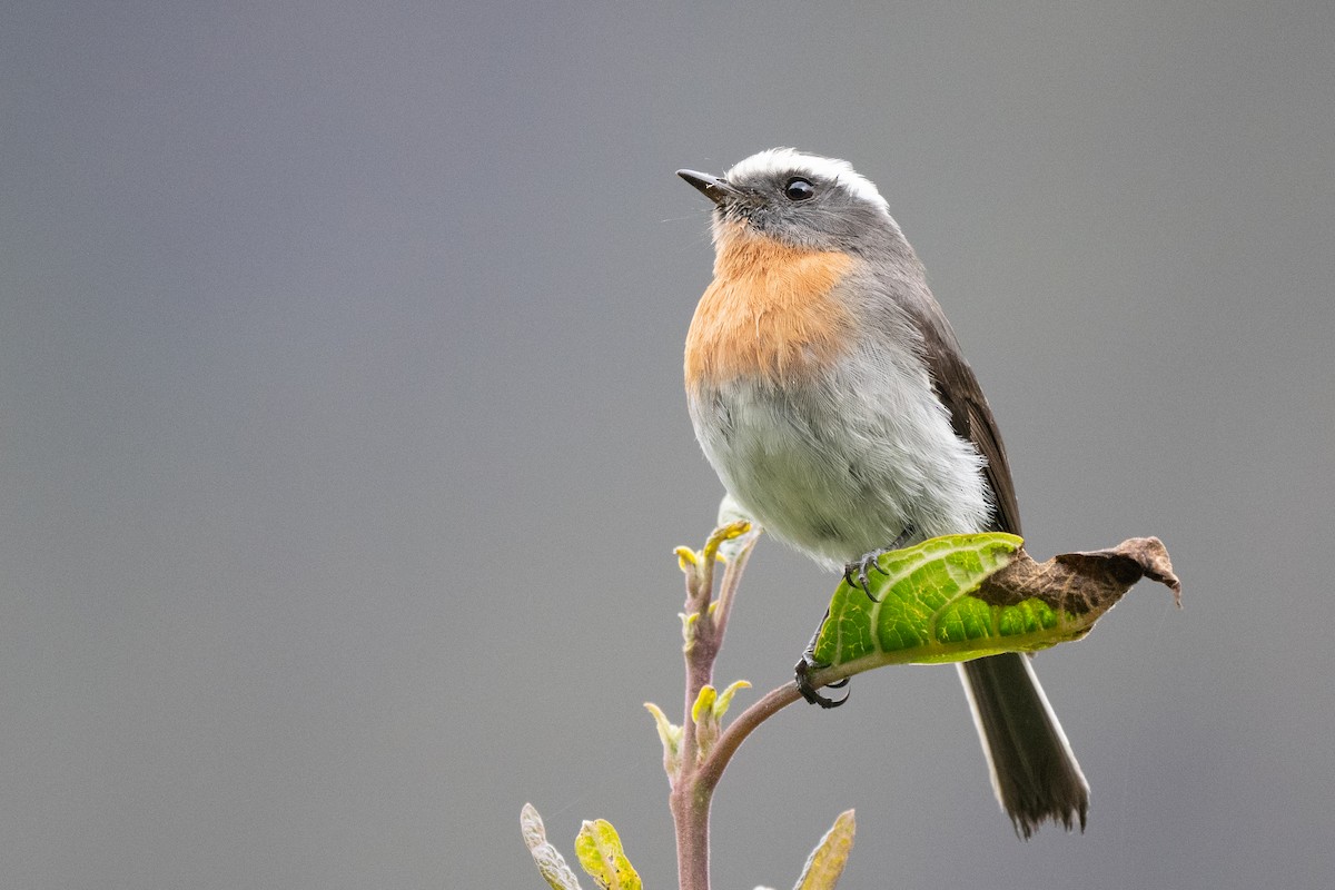Rufous-breasted Chat-Tyrant - ML646830968