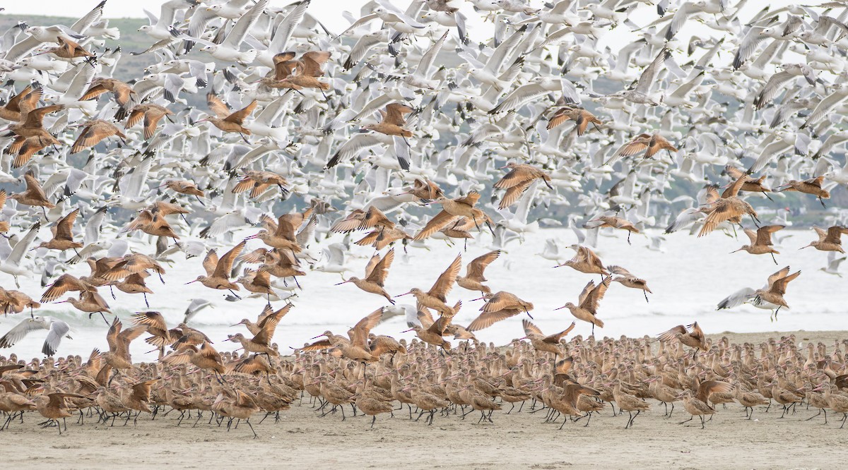 Aguja Canela - ML646830969