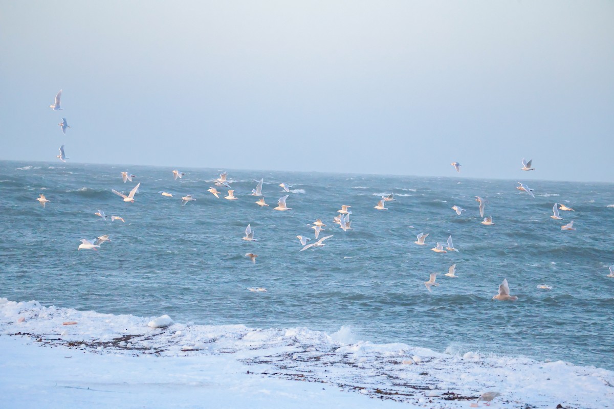 Бургомистр - ML646830970