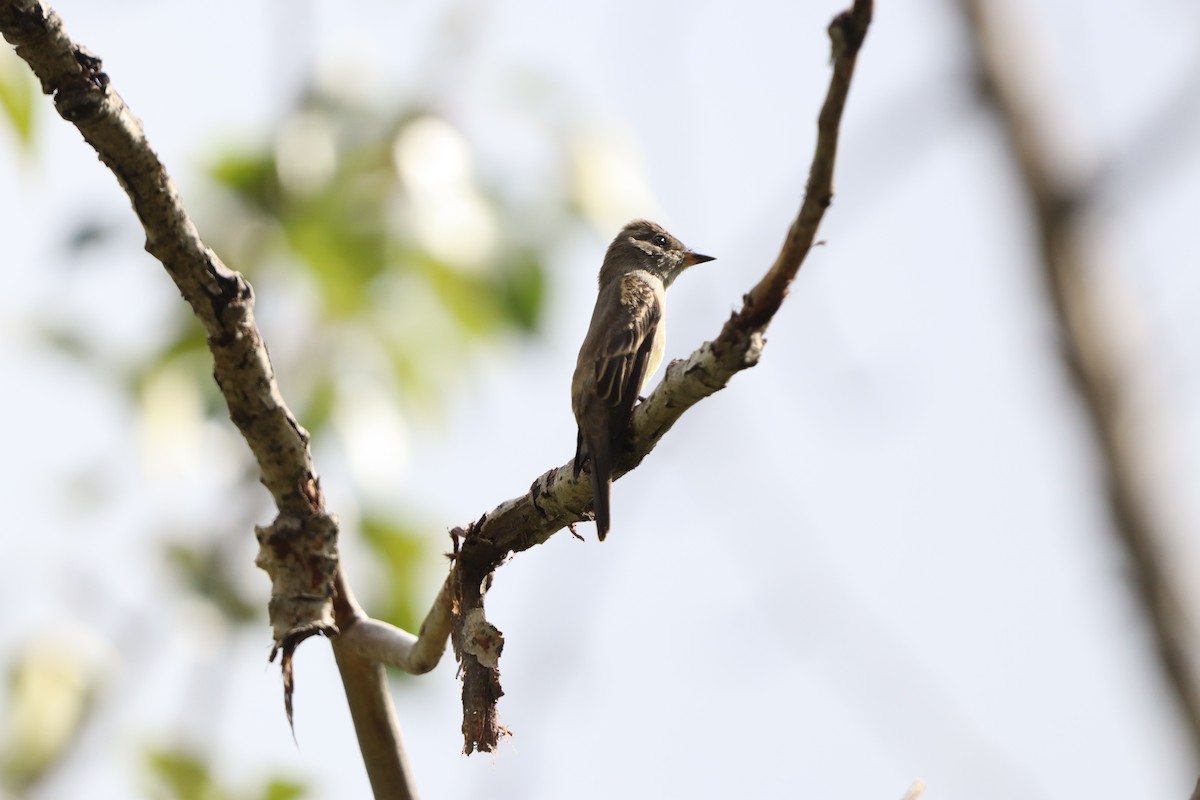Western Wood-Pewee - ML646830971