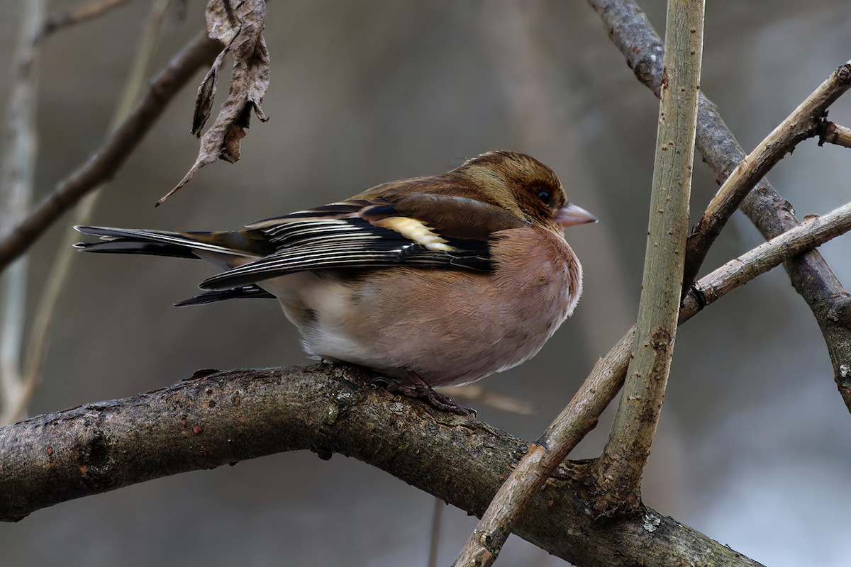Common Chaffinch - ML646830972