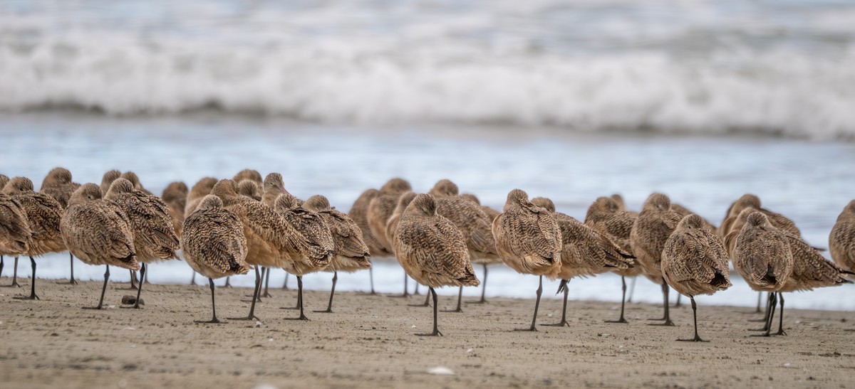 Aguja Canela - ML646830973