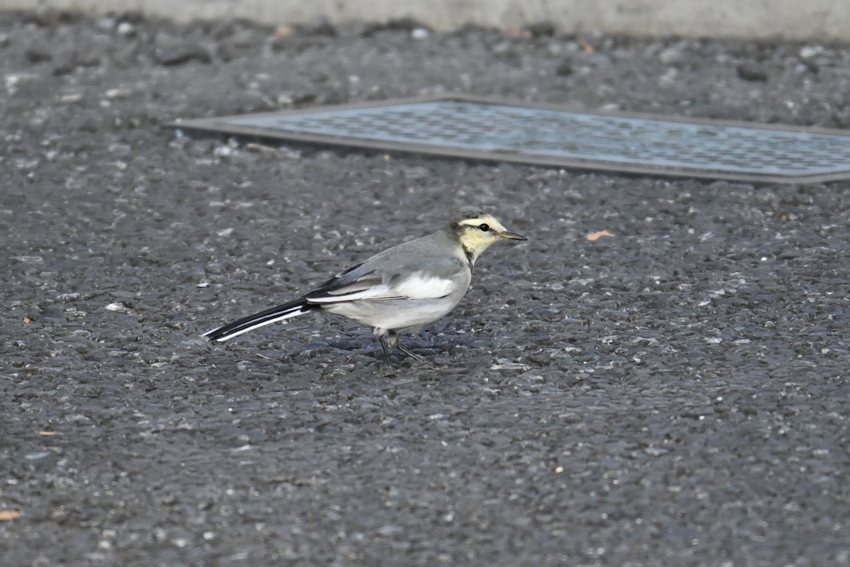 Ak Kuyruksallayan - ML646830974