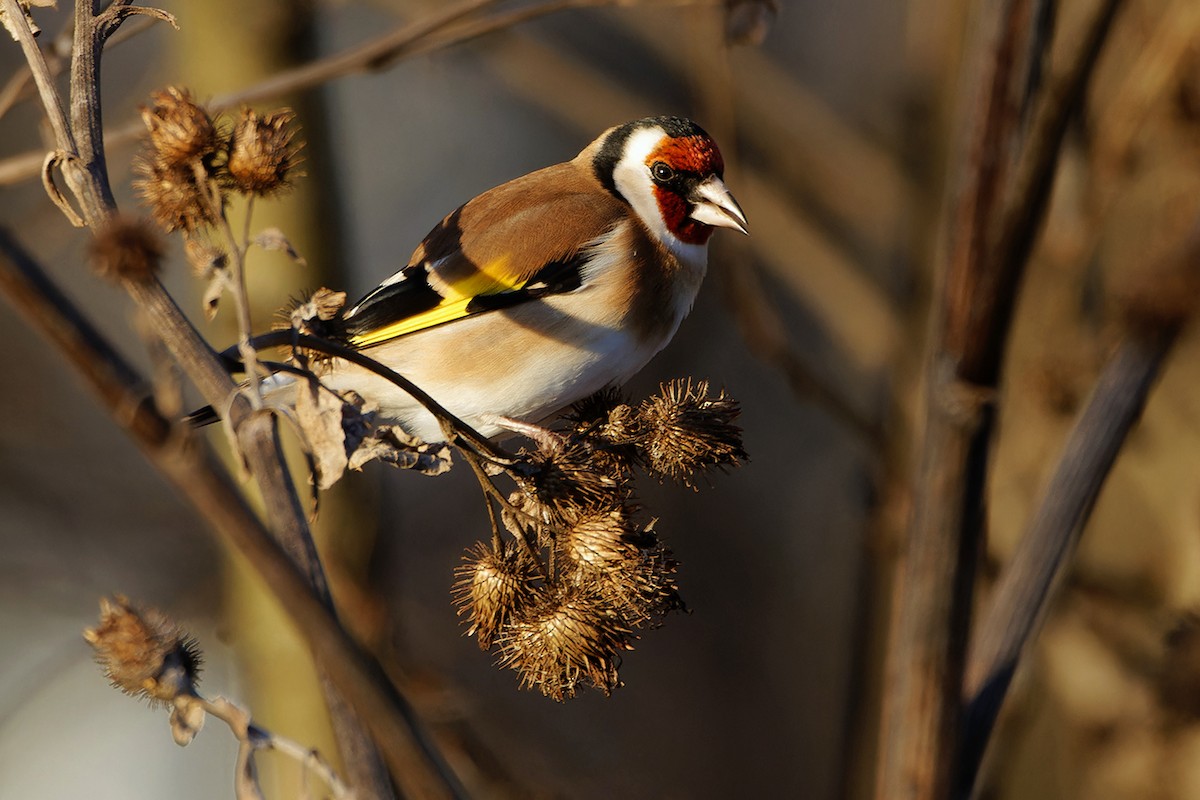 European Goldfinch - ML646830975