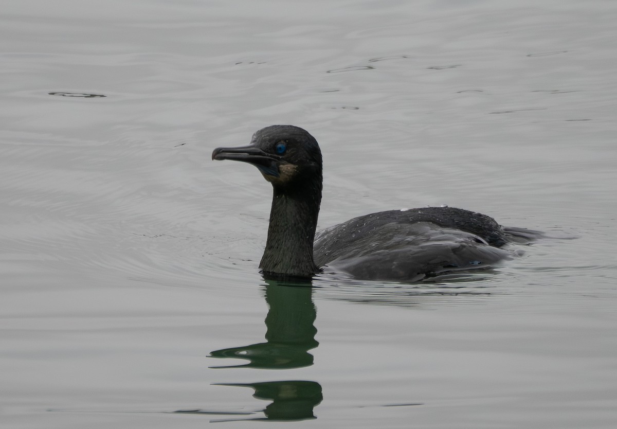 Cormorán Sargento - ML646830976