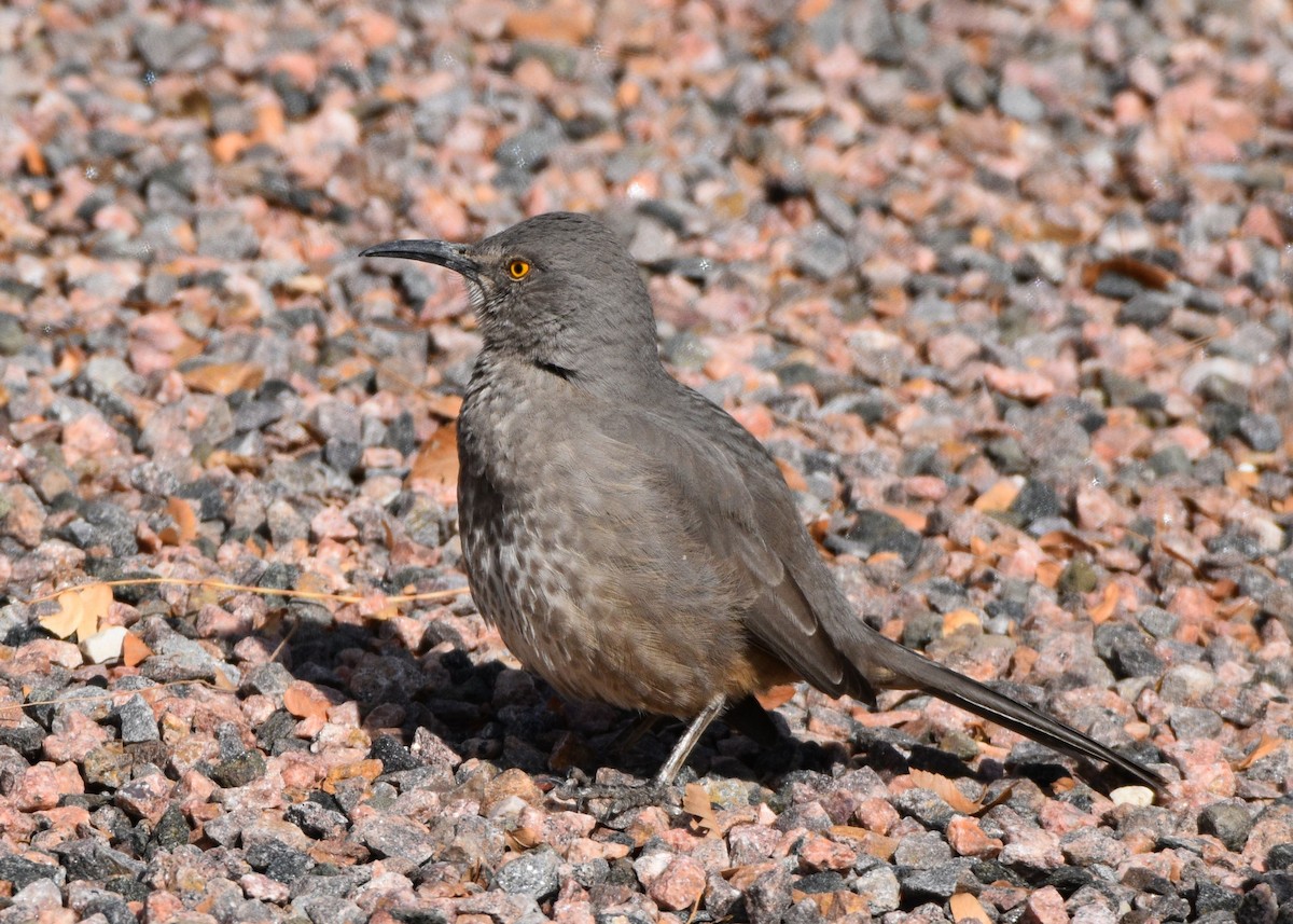 マルハシツグミモドキ - ML646830977