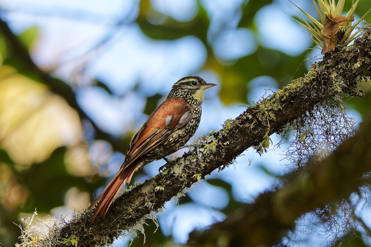 シンジュカマドドリ - ML646830978