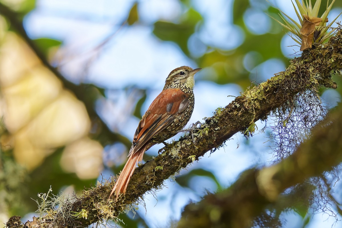 シンジュカマドドリ - ML646830979