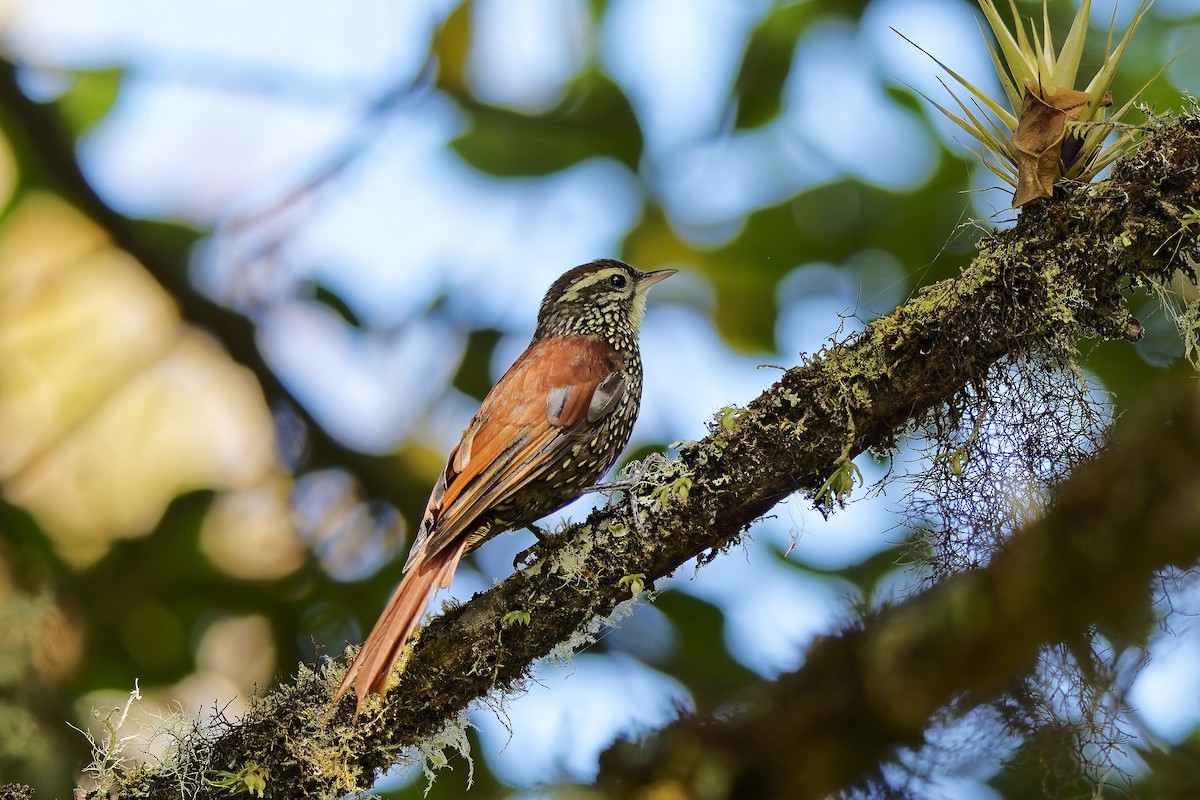 シンジュカマドドリ - ML646830980