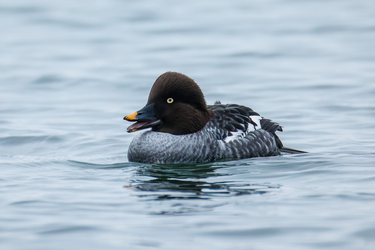 Murgilari urrebegia - ML646830981